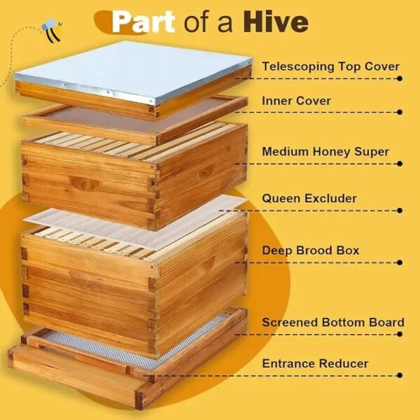 10-Frame Langstroth Beehive screen base dip in wax - Image 2