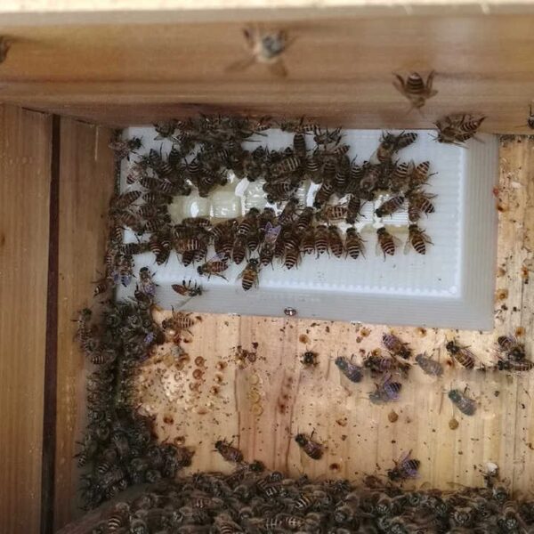 Bee feed outter with bottel - Image 4